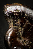 05516 - Well Preserved Pyritized 0.89 Inch Goniatite Devonian Cephalopod