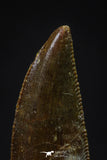 20609 - Dark Serrated 0.80 Inch Abelisaur Dinosaur Tooth Cretaceous KemKem Beds