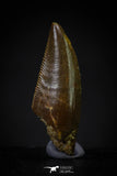 20609 - Dark Serrated 0.80 Inch Abelisaur Dinosaur Tooth Cretaceous KemKem Beds