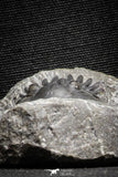 22053 - Nicely Preserved 1.53 Inch Hollardops merocristata Middle Devonian