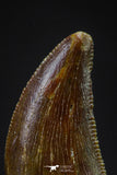 20610 - Well Preserved 0.66 Inch Dromaeosaur Raptor Tooth Cretaceous KemKem Beds