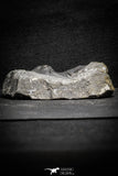22053 - Nicely Preserved 1.53 Inch Hollardops merocristata Middle Devonian