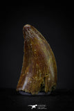 20610 - Well Preserved 0.66 Inch Dromaeosaur Raptor Tooth Cretaceous KemKem Beds
