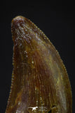 20610 - Well Preserved 0.66 Inch Dromaeosaur Raptor Tooth Cretaceous KemKem Beds