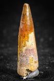 05068 - Top Beautiful 1.02 Inch Juvenile Spinosaurus Dinosaur Tooth Cretaceous