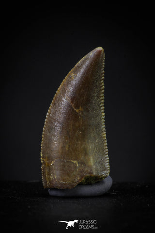 20611 - Top Beautiful 0.69 Inch Serrated Abelisaur Dinosaur Tooth Cretaceous KemKem Beds
