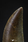 20611 - Top Beautiful 0.69 Inch Serrated Abelisaur Dinosaur Tooth Cretaceous KemKem Beds
