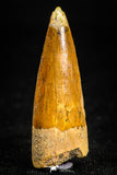 05069 -  Nicely Preserved 1.42 Inch Juvenile Spinosaurus Dinosaur Tooth Cretaceous