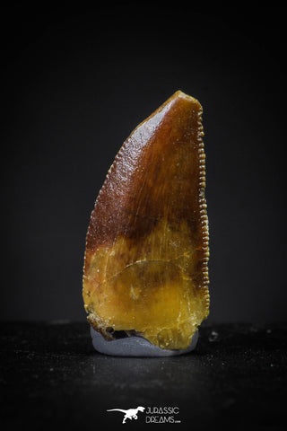 20612 - Rare 0.65 Inch Abelisaur Dinosaur Mesial Premaxillary Tooth Cretaceous KemKem Beds