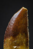 20612 - Rare 0.65 Inch Abelisaur Dinosaur Mesial Premaxillary Tooth Cretaceous KemKem Beds