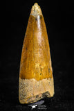 05069 -  Nicely Preserved 1.42 Inch Juvenile Spinosaurus Dinosaur Tooth Cretaceous