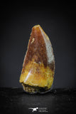 20612 - Rare 0.65 Inch Abelisaur Dinosaur Mesial Premaxillary Tooth Cretaceous KemKem Beds