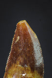 20612 - Rare 0.65 Inch Abelisaur Dinosaur Mesial Premaxillary Tooth Cretaceous KemKem Beds