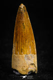 05069 -  Nicely Preserved 1.42 Inch Juvenile Spinosaurus Dinosaur Tooth Cretaceous