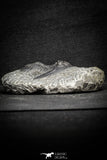 22054 - Nicely Preserved 1.60 Inch Hollardops merocristata Middle Devonian