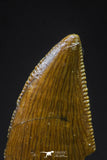 20613 - Finest Quality 0.65 Inch Abelisaur Dinosaur Tooth Cretaceous KemKem Beds