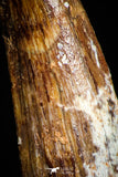 05070 - Beautiful 1.50 Inch Juvenile Spinosaurus Dinosaur Tooth Cretaceous