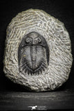 22054 - Nicely Preserved 1.60 Inch Hollardops merocristata Middle Devonian