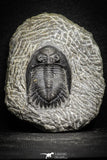 22054 - Nicely Preserved 1.60 Inch Hollardops merocristata Middle Devonian