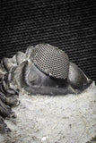 22055 - Superb Bug Eyed 2.28 Inch Coltraneia effelesa Middle Devonian