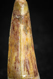 05073 - Nicely Preserved 0.94 Inch Juvenile Spinosaurus Dinosaur Tooth Cretaceous