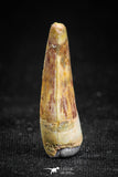 05073 - Nicely Preserved 0.94 Inch Juvenile Spinosaurus Dinosaur Tooth Cretaceous