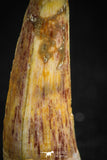 05073 - Nicely Preserved 0.94 Inch Juvenile Spinosaurus Dinosaur Tooth Cretaceous