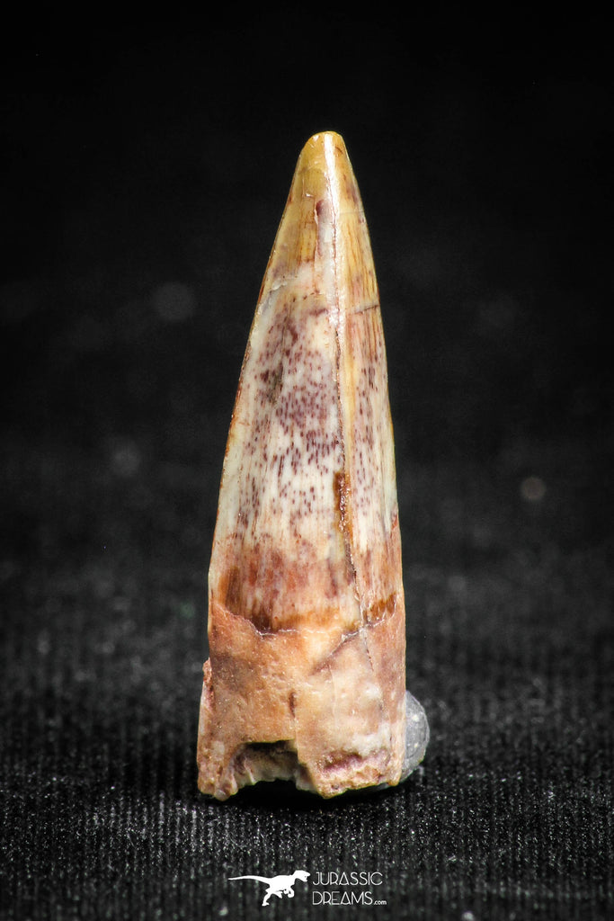 05074 - Well Preserved 0.75 Inch Juvenile Spinosaurus Dinosaur Tooth Cretaceous