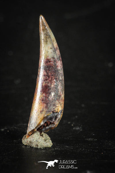 Aidachar Fish Top Rare 0.75 Inch Aidachar pankowskii Predatory Fish Tooth – Jurassic ...