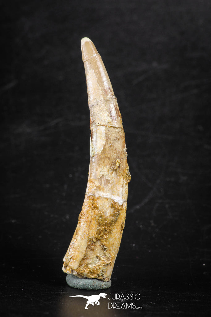 88349 - Top Huge 2.32 Inch Pterosaur (Coloborhynchus) Tooth Cretaceous KemKem