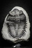 22055 - Superb Bug Eyed 2.28 Inch Coltraneia effelesa Middle Devonian