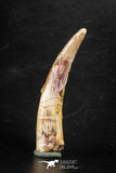 88349 - Top Huge 2.32 Inch Pterosaur (Coloborhynchus) Tooth Cretaceous KemKem