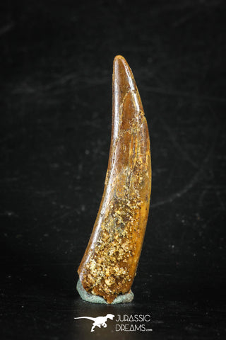 88352 - Top Beautiful 1.71 Inch Pterosaur (Coloborhynchus) Tooth Cretaceous KemKem