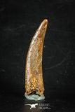 88352 - Top Beautiful 1.71 Inch Pterosaur (Coloborhynchus) Tooth Cretaceous KemKem