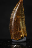20614 - Great Collection of 4 Abelisaur Dinosaur Teeth Cretaceous KemKem Beds