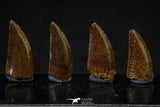 20614 - Great Collection of 4 Abelisaur Dinosaur Teeth Cretaceous KemKem Beds