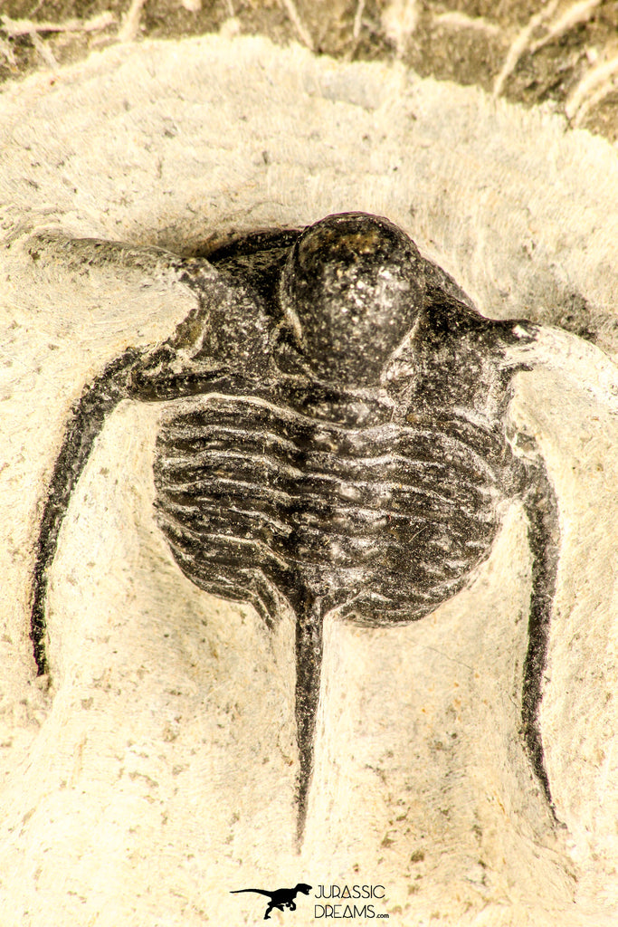 30779 - Beautiful 1.33 Inch Cyphaspis (Otarion) cf. boutscharafinense Devonian Trilobite