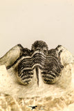 30779 - Beautiful 1.33 Inch Cyphaspis (Otarion) cf. boutscharafinense Devonian Trilobite