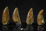 20615 - Great Collection of 4 Abelisaur Dinosaur Teeth Cretaceous KemKem Beds