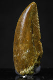 20615 - Great Collection of 4 Abelisaur Dinosaur Teeth Cretaceous KemKem Beds