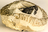 30779 - Beautiful 1.33 Inch Cyphaspis (Otarion) cf. boutscharafinense Devonian Trilobite