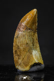 20615 - Great Collection of 4 Abelisaur Dinosaur Teeth Cretaceous KemKem Beds