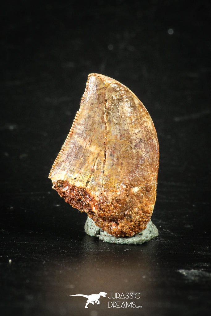 88361 - Top Beautiful 0.92 Inch Carcharodontosaurus Dinosaur Tooth KemKem