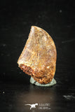 88361 - Top Beautiful 0.92 Inch Carcharodontosaurus Dinosaur Tooth KemKem