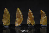 20615 - Great Collection of 4 Abelisaur Dinosaur Teeth Cretaceous KemKem Beds