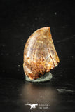 88361 - Top Beautiful 0.92 Inch Carcharodontosaurus Dinosaur Tooth KemKem