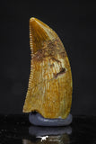 20615 - Great Collection of 4 Abelisaur Dinosaur Teeth Cretaceous KemKem Beds