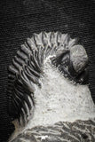22057 - Superb Bug Eyed 1.41 Inch Coltraneia effelesa Middle Devonian