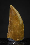 20616 - Great Collection of 4 Abelisaur Dinosaur Teeth Cretaceous KemKem Beds