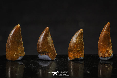 20617 - Great Collection of 4 Abelisaur Dinosaur Teeth Cretaceous KemKem Beds